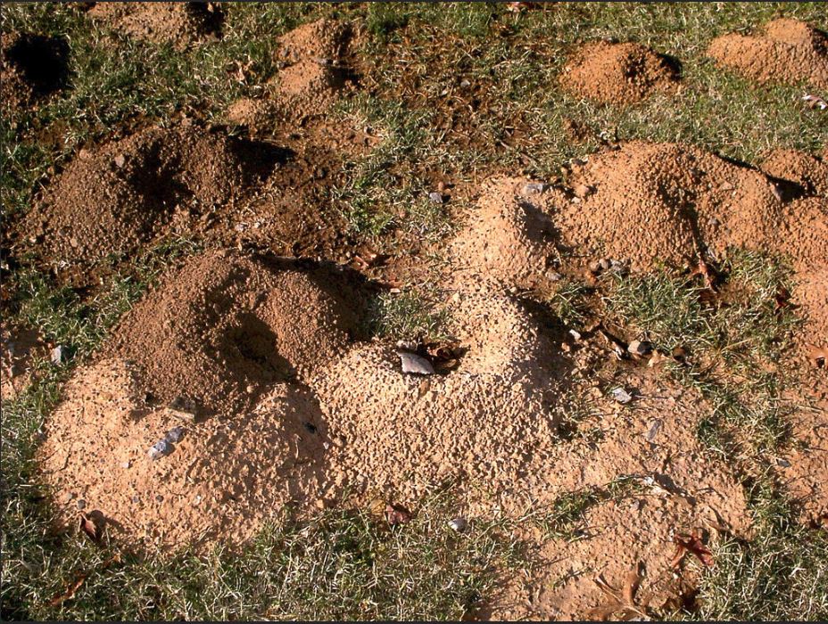 Commercial Gopher Extermination Service | Inspect and exterminate gopher infestation