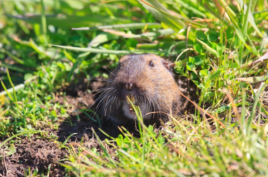 Gopher Control and Killer, No Poison Extermination, Same Day Service for Gopher or Mole Removal