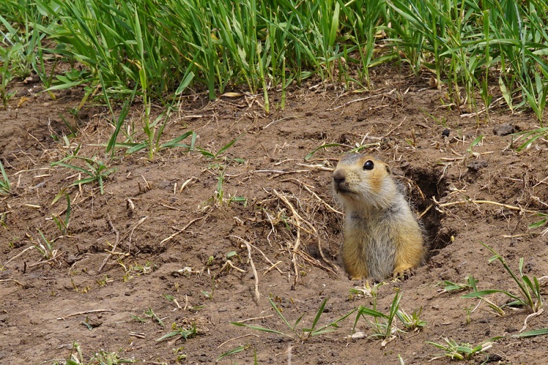 Residential Gopher Control Services - No Poison Exterminator, Same-Day Service for Gopher or Mole Removal