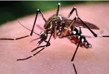 Aedes Aegypti mosquito