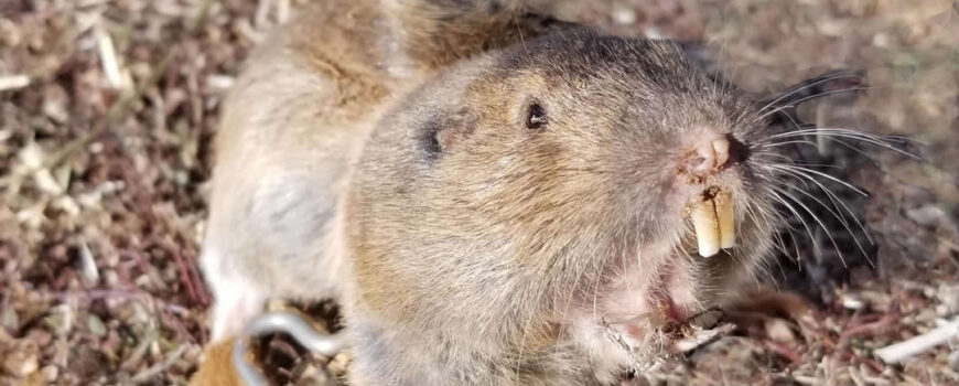 Top Answers on How to Get Rid of Gophers for Good