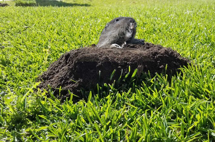 Gopher Control and Killer Exterminator