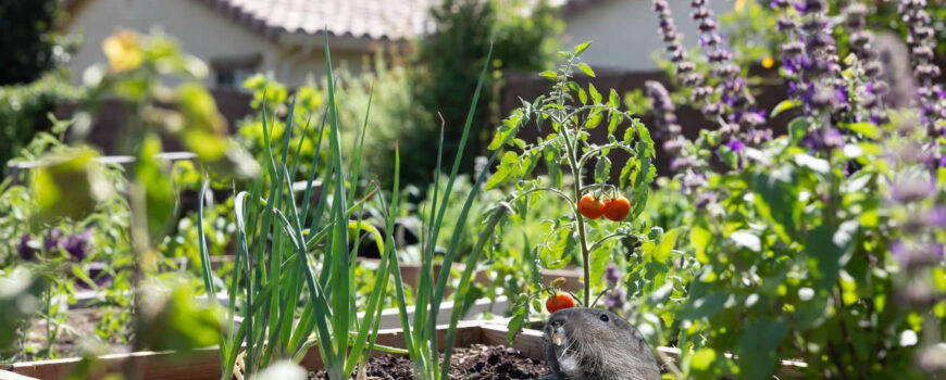 Spring Gopher Control Guide to Protect Your Garden and Plants in Riverside and Temecula